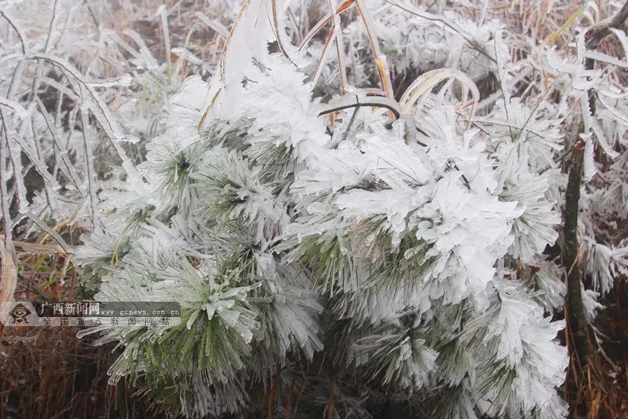 霧凇最新消息，探尋自然奇觀的奧秘與魅力，霧凇最新消息揭秘，探尋自然奇觀背后的奧秘與魅力