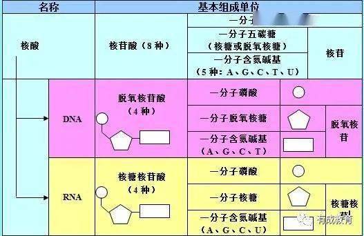 新澳新奧門正版資料,涵蓋廣泛的解析方法_入門版19.994