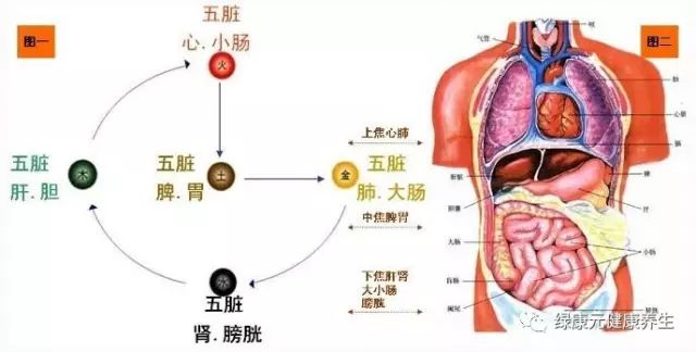 通草的功效與作用能通輸卵管堵塞,高速響應(yīng)執(zhí)行計劃_Holo40.519