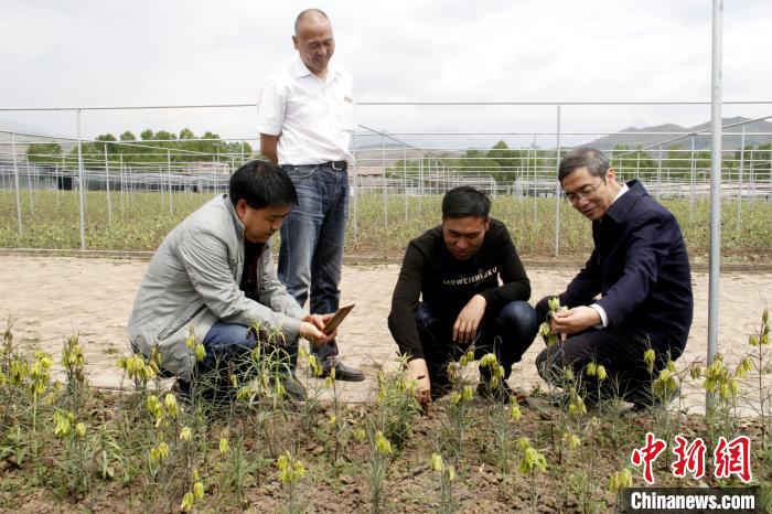 香港資料大全正版資料2024年免費,動態(tài)詞語解釋落實_精英版201.123